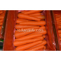 Prețul fabricii proaspete de morcovi de bună calitate